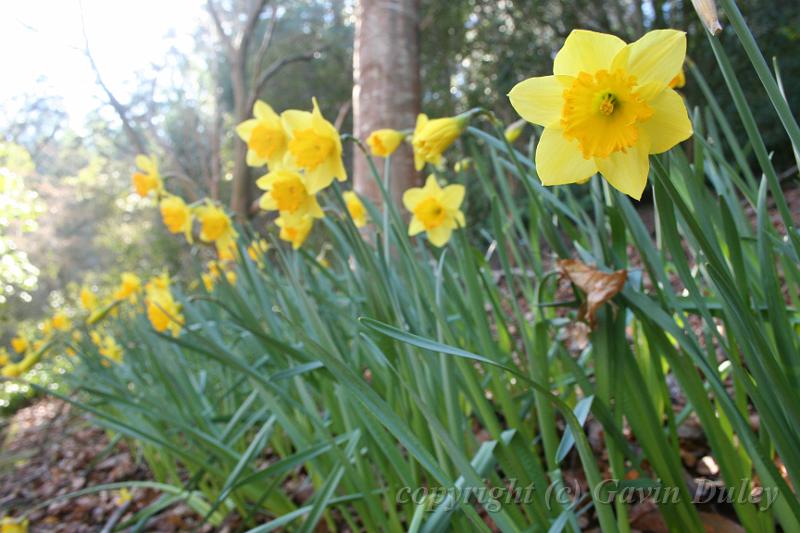 Daffodils, Pirianda Gardens IMG_7091.JPG